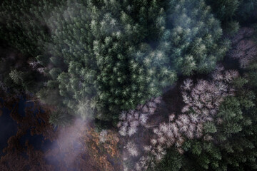 Aerial of pine forest mixed with alder trees by a lake, winter season