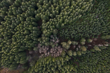 Top down view of second and third growth Douglas Fir forest in Oregon 