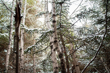 Snowy Forest with Birch Trees and Pine Trees