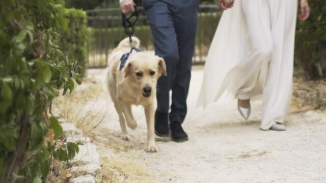 The newlyweds are walking with their labrador in the garden along green bushes on a sunny day after the wedding ceremony. Action. Bride and groom walking with a dog, concept of love and family. 