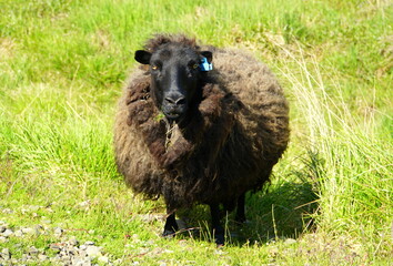 Dark brown sheep on a grass field in Iceland