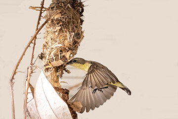 Olive-backed sunbird,Yellow-bellied sunbird (Cinnyris jugularis)