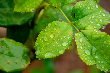 Water from rain drops beading up on rose leaves