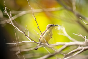 Olive-backed sunbird,Yellow-bellied sunbird (Cinnyris jugularis)