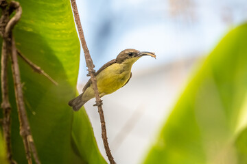 Olive-backed sunbird,Yellow-bellied sunbird (Cinnyris jugularis)
