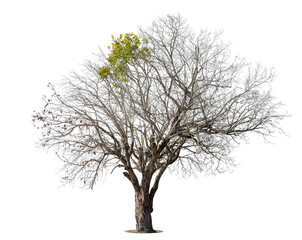 Dead tree isolated on white background.
