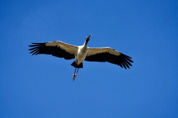 wood stork in flight