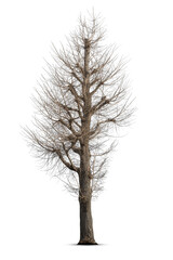 Obraz premium Dead tree isolated on white background.