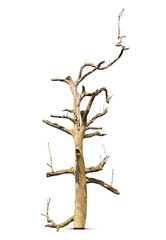 Dead tree isolated on white background.