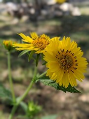 sunflower in the garden