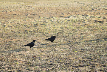 カラス　枯れ草