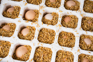 Egg is in the protective foam packaging.