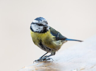 Bluetit isolated closeup with uniform beige background