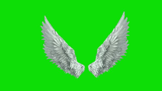 real angel wings, loops, fantasy fairy wings with a green screen