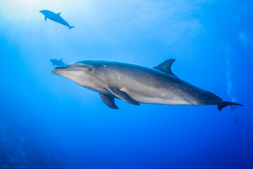 Obraz na płótnie Canvas Dolphin in the blue