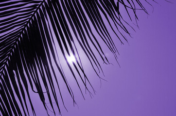 Obraz premium Sunlight in violet sky behind black palm leaf curtain