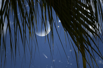 Waning moon and bright stars in leaf curtain in the night