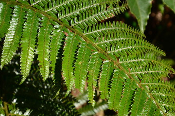 シダの緑色の葉