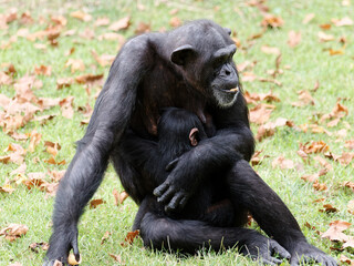 Adult female chimpanzee sitting on green grass field and holding its baby.