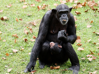 Adult female chimpanzee sitting on green grass field and holding its baby.