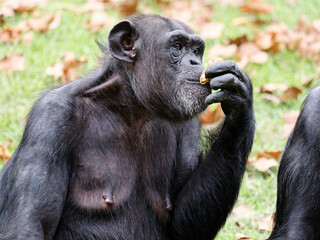 Adult female chimpanzee sitting on green grass field and eating something.