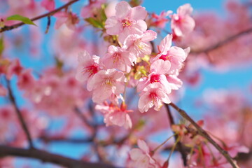春の晴れの日に見上げる桜