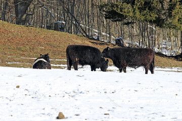 Galloway-Rinder im Winter im Schnee auf einer Weide in Bayern
