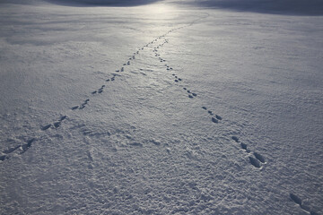 Die Spuren von zwei Hasen treffen sich im Schnee im Gegenlicht der Sonne