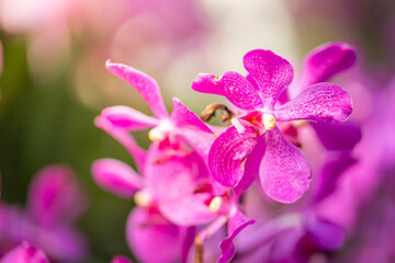 Beautiful blooming orchids in forest