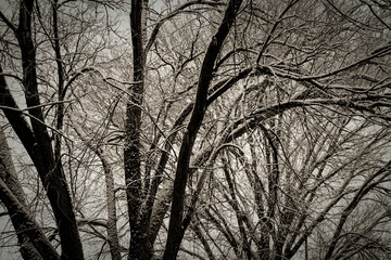 Black Tree, White Sky, Wintertime