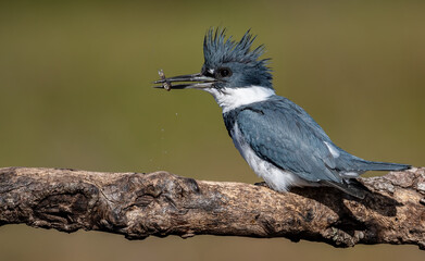A Belted Kingfisher in Florida 