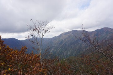 枯れ木と山岳