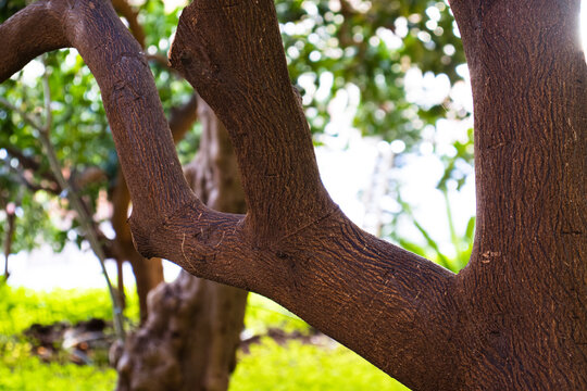 Mandarin tree bole on a sunny day