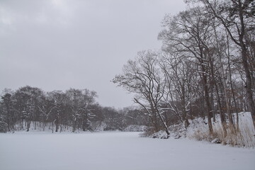 the beautiful white winter landscape with trees in Hokkaido, Japan