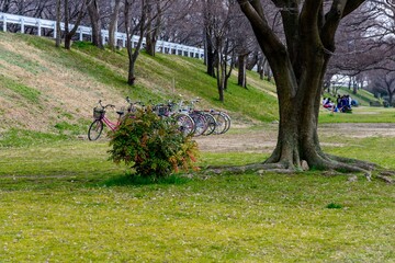 河川敷公園の大きな木と自転車