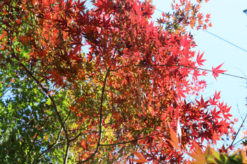 日本の秋の風景 紅葉 美しいもみじ 紅葉狩り 鮮やか