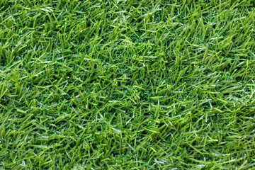 green grass background