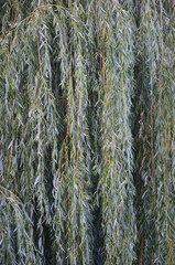 White willow tree (salix alba) branches, large detailed vertical textured foliage pattern closeup, green branch texture in detail, salicin concept © Brilt