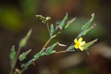The compass plant (lat. Lactuca serriola), of the family Asteraceae. Central Russia.