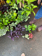 plantas