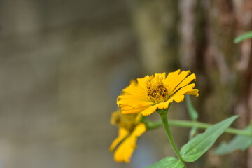 yellow flower of grass
