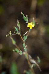 The compass plant (lat. Lactuca serriola), of the family Asteraceae. Central Russia.