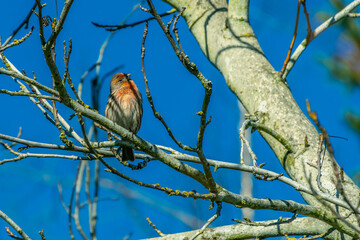 2021-01-22 A RED TINTED SONG BIRD PERCHED ON A BRANCH WITH A BRIGHT BLUE SKY