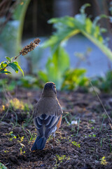 American robin hunting for worms in a freshly mulched garden, backlit by the sun
