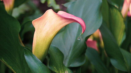 photo of artistic pink calla lily in the garden