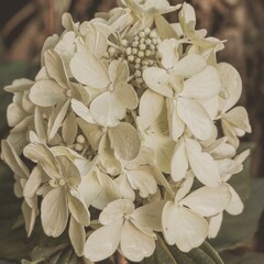 photo of artistic white pandora hydrangea flowers in the garden