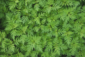 Green Leaves background
