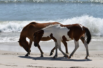 Beautiful wild horses on the shoreline in Assateague State Park, Maryland.