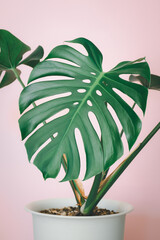 Beautiful monstera flower in a white pot stands on pink background. The concept of minimalism. - obrazy, fototapety, plakaty