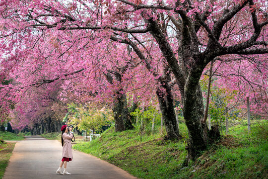 Tourist take a photo at pink cherry blossom in spring.